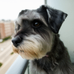Top-5-Reasons-Schnauzers-Are-Perfect-for-Apartment_bff8af2c.png